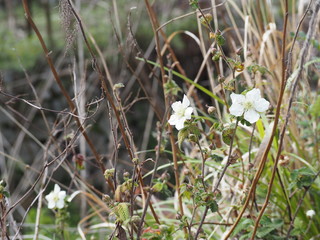 春の訪れを告げる野イチゴの花