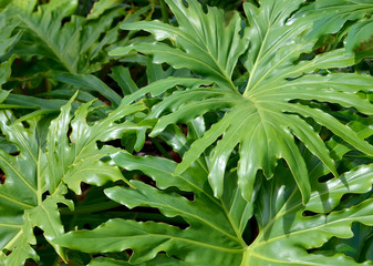 Tropical  abstract green leaves natural background.Exotic Monstera deliciosa foliage plant.Split-leaf philodendron in the garden.Selective focus.