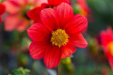 fully bloom seasonal flowers in field