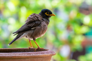 A Common myna puffing up its plumage while perching on a bowl of water