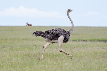 Ostrich running in Massai Mara