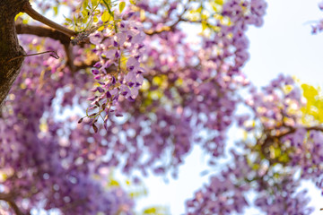 Close-up beautiful full bloom of Purple pink Wisteria blossom trees trellis flowers in springtime sunny day, Chichibu city, Saitama Prefecture, Japan.