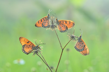 Obraz premium Butterlfy and flower