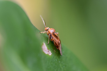 Fly on a leaf macro close-up