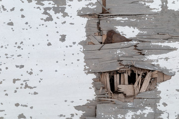 weathered white paint on wooden board