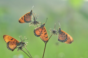 Obraz premium Butterlfy and flower