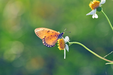 Butterfly and flowers