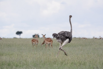 Ostrich running in Massai Mara