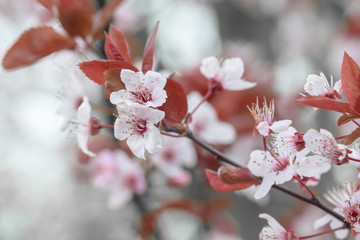 Obraz premium Pink blossom in a tree