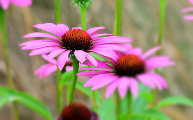 Seasonal flowers in an English Country Garden.
