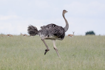 Ostrich running in Massai Mara