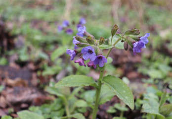 Flower of Pulmonaria officinalis is a genus of flowering plants in the family Boraginaceae, native to Europe and western Asia.Lungwort, common lungwort, Our Lady's milk drops in bloom.Edible ,healthy