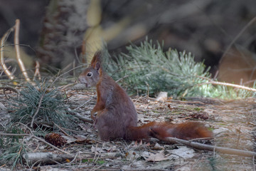 Squirrel in a tree in the forest