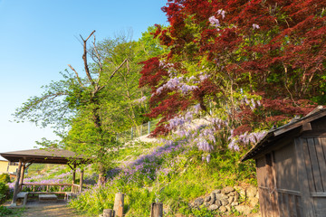 Fototapeta na wymiar beautiful full bloom of Purple Wisteria blossom trees trellis flowers with a cottage in springtime sunny day, Chichibu city, Saitama Prefecture, Japan.