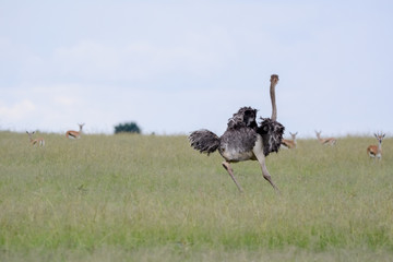 Ostrich running in Massai Mara