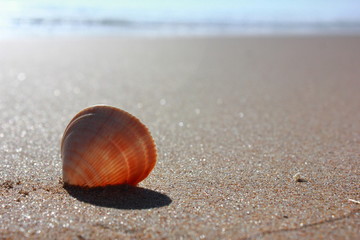 Shell on the Beach