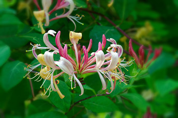 Seasonal flowers in an English Country Garden.