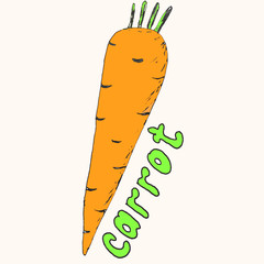 hand-drawing carrots, raster illustration with ink for design and formatting of the menu, website, flyers and business cards.