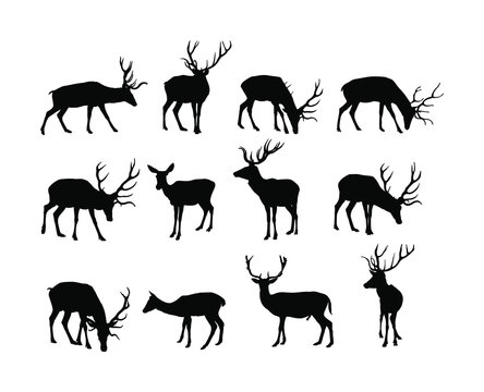 Deer  family vector silhouette isolated on white background. Reindeer and fawn collection. Proud Noble Deer male in forest or zoo. Powerful buck with huge neck and antlers standing on alert looking.
