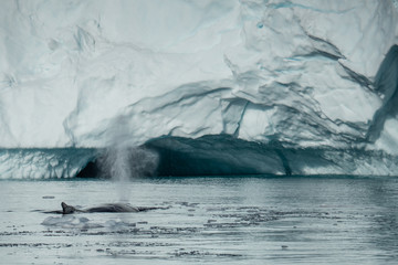 humpbackwhale resting
