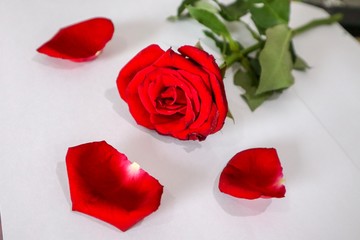 red rose and heart on background