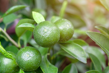 The green of orange pendant. selective focus.