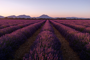 Fototapeta na wymiar Lavender field and mountains