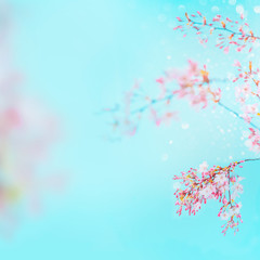 Pink spring blossom of cherry at turquoise blue sky background. Floral frame. Springtime nature background