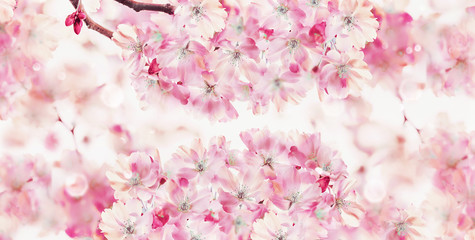 Spring nature background with pink blossom of cherry trees. Springtime nature . Sakura blooming. Banner or template