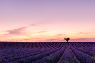 Fototapeta na wymiar Sunset over lavender field