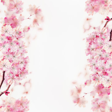 Pink spring blossom frame of cherry on white background. Floral border. Springtime nature background. Sakura blooming