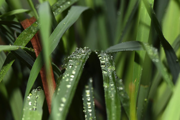 Fototapeta premium raindrops attached to beautiful green leaves