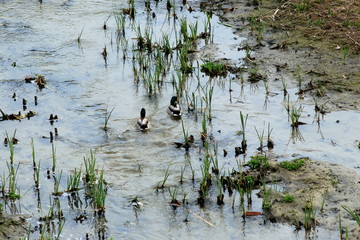 Sailing among reeds