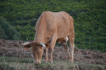 Brown Calf Grazing In The Mountains Of Galicia Delimiting With Asturias In Rebedul. Nature, Architecture, History, Street Photography. August 24, 2014. Rebedul, Lugo, Galicia, Spain.