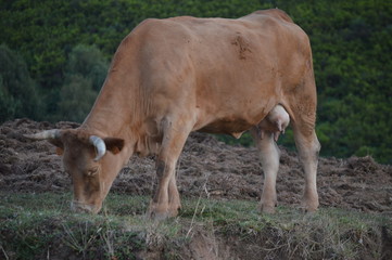 Brown Calf Grazing In The Mountains Of Galicia Delimiting With Asturias In Rebedul. Nature, Architecture, History, Street Photography. August 24, 2014. Rebedul, Lugo, Galicia, Spain.