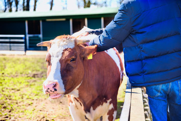 Man of farmer strokes the calf in cowshed on dairy farm