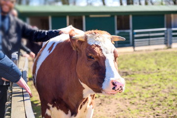 Man of farmer strokes the calf in cowshed on dairy farm