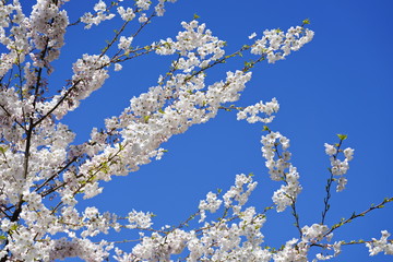 Beautiful cherry blossoms against blue sky in spring season at University of Washington, Seattle, Washington state, USA