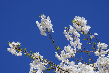 Beautiful cherry blossoms against blue sky in spring season at University of Washington, Seattle, Washington state, USA