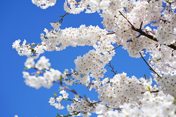 Beautiful cherry blossoms against blue sky in spring season at University of Washington, Seattle, Washington state, USA