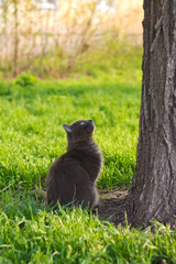 cat in forest