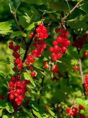 Currant