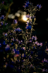 christmas tree on black background