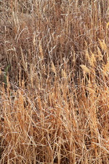 Fototapeta premium Manzanares rushes
