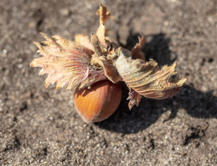 Hazelnuts lie on the ground
