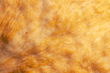 Yellow ripe pumpkin as abstract background