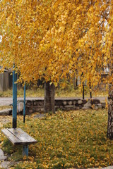 autumn in the park
