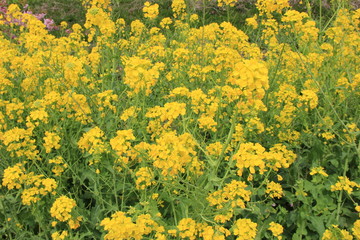 春の風景/菜の花畑(静岡県)