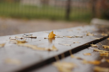 autumn leaves on fence