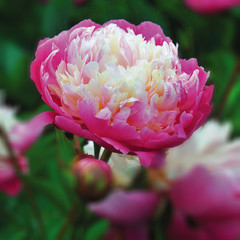Beautiful flower portrait, in situ in English country garden.